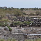  The Serengeti, TZ